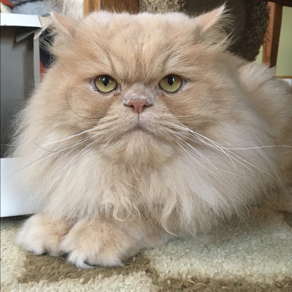 Meet your Posher, Louise - Picture 7 of 10